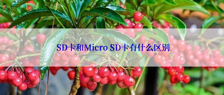  SD卡和Micro SD卡有什么区别