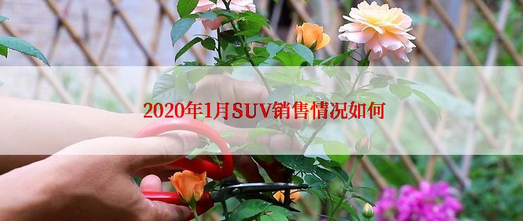  2020年1月SUV销售情况如何