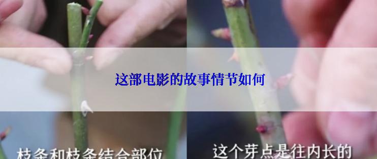  这部电影的故事情节如何