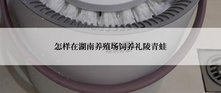 怎样在湖南养殖场饲养礼陵青蛙