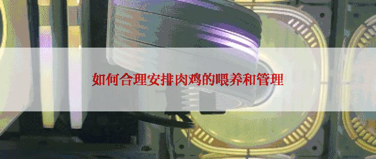 如何合理安排肉鸡的喂养和管理