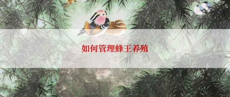 如何管理蜂王养殖