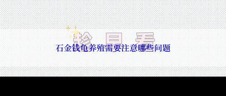 石金钱龟养殖需要注意哪些问题