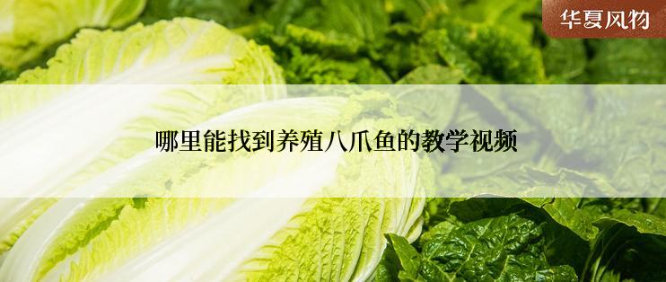  哪里能找到养殖八爪鱼的教学视频