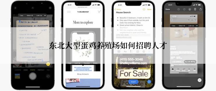 东北大型蛋鸡养殖场如何招聘人才
