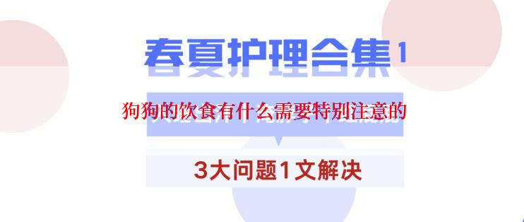  狗狗的饮食有什么需要特别注意的