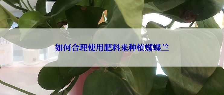 如何合理使用肥料来种植蝴蝶兰