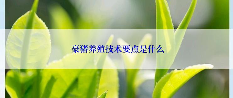  豪猪养殖技术要点是什么