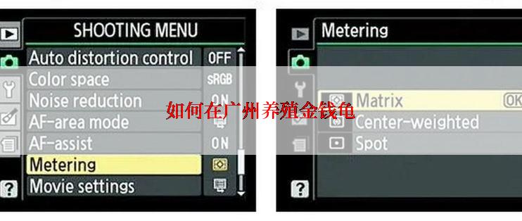 如何在广州养殖金钱龟