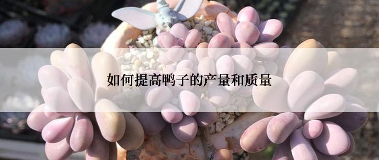 如何提高鸭子的产量和质量