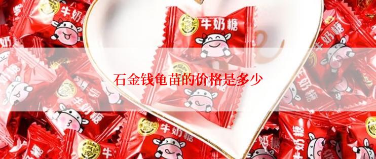 石金钱龟苗的价格是多少