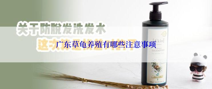 广东草龟养殖有哪些注意事项