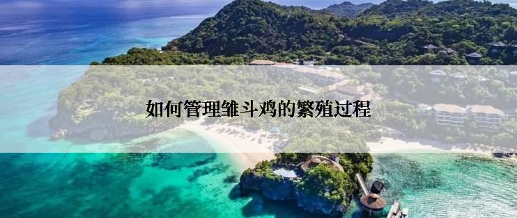 如何管理雏斗鸡的繁殖过程