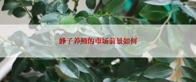 蜂子养殖的市场前景如何