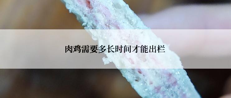 肉鸡需要多长时间才能出栏