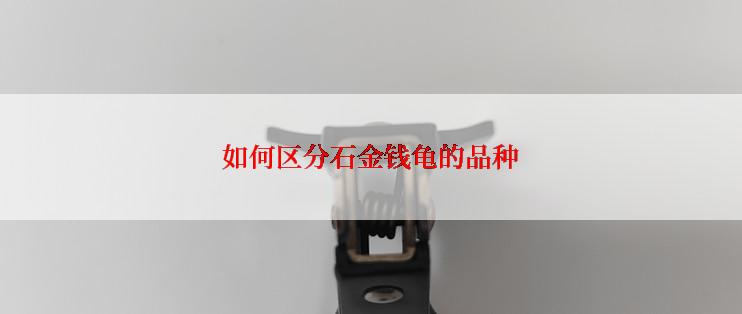 如何区分石金钱龟的品种