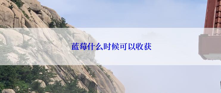  蓝莓什么时候可以收获