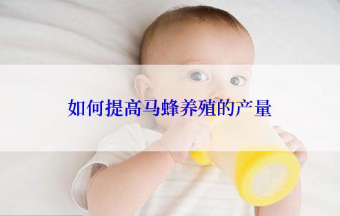 如何提高马蜂养殖的产量