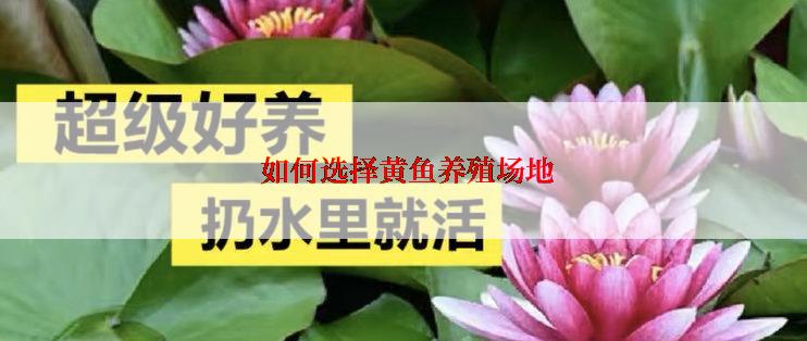  如何选择黄鱼养殖场地