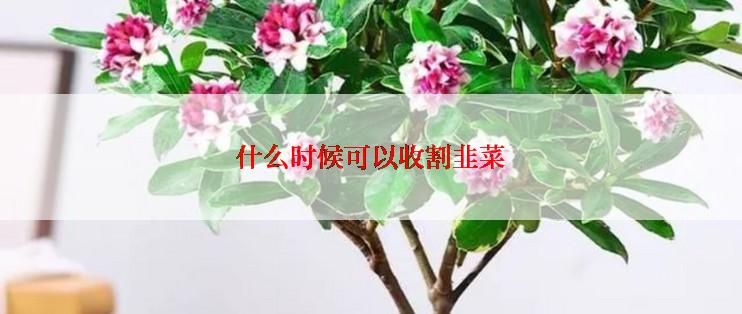 什么时候可以收割韭菜