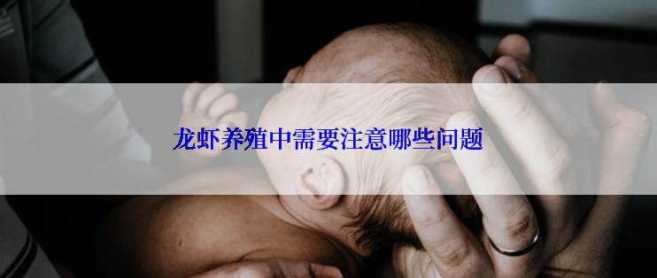 龙虾养殖中需要注意哪些问题