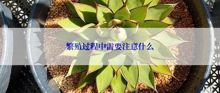 繁殖过程中需要注意什么