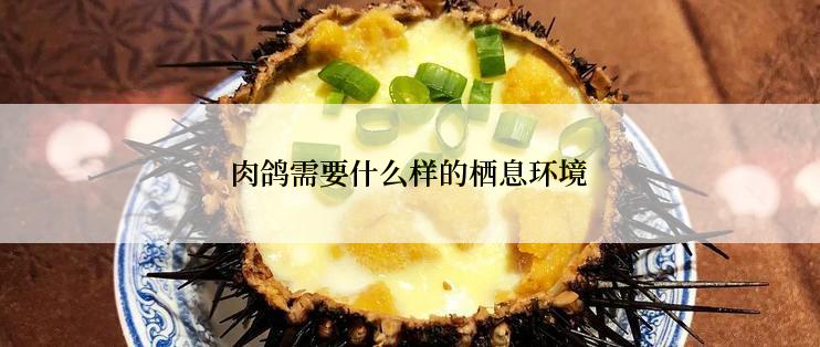 肉鸽需要什么样的栖息环境