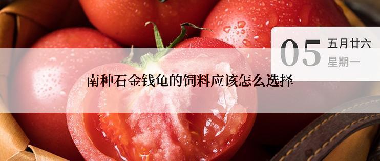 南种石金钱龟的饲料应该怎么选择