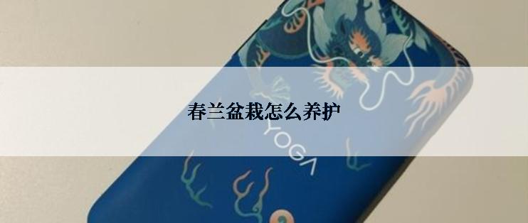 春兰盆栽怎么养护