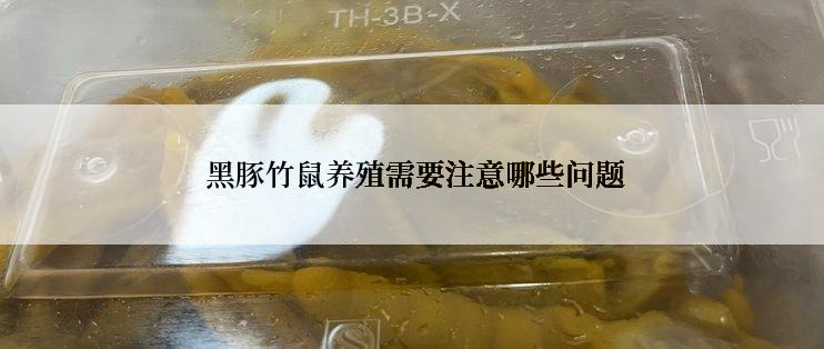  黑豚竹鼠养殖需要注意哪些问题