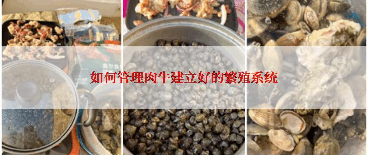 如何管理肉牛建立好的繁殖系统