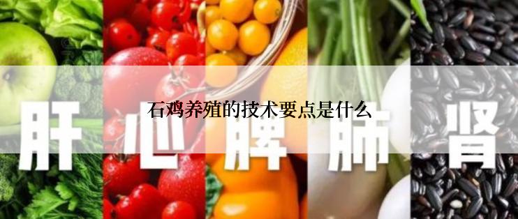 石鸡养殖的技术要点是什么