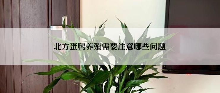 北方蛋鸭养殖需要注意哪些问题