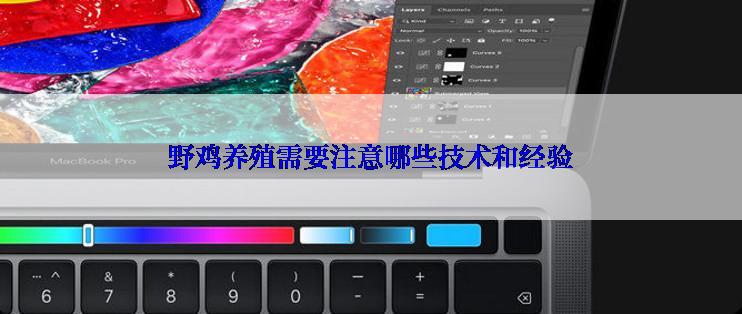 野鸡养殖需要注意哪些技术和经验