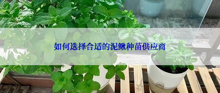 如何选择合适的泥鳅种苗供应商