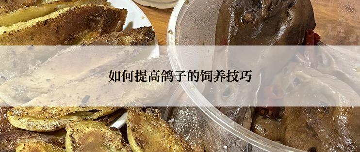 如何提高鸽子的饲养技巧