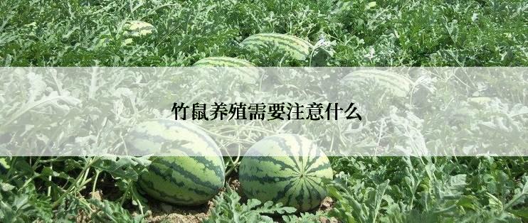  竹鼠养殖需要注意什么