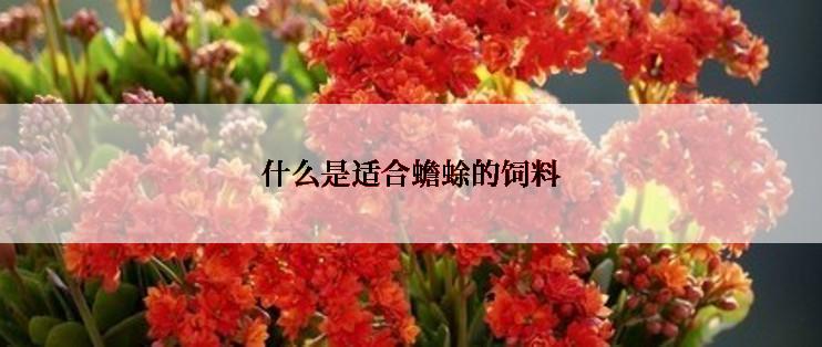 什么是适合蟾蜍的饲料