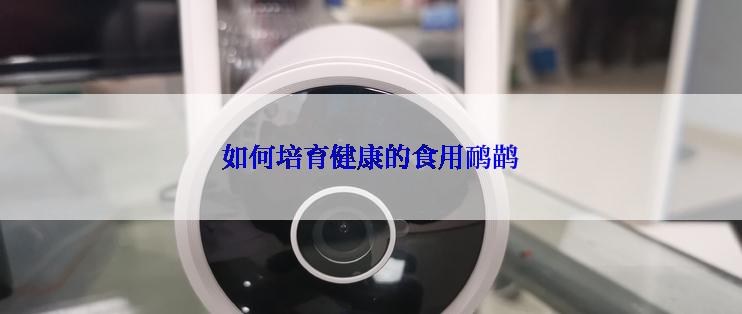 如何培育健康的食用鸸鹋