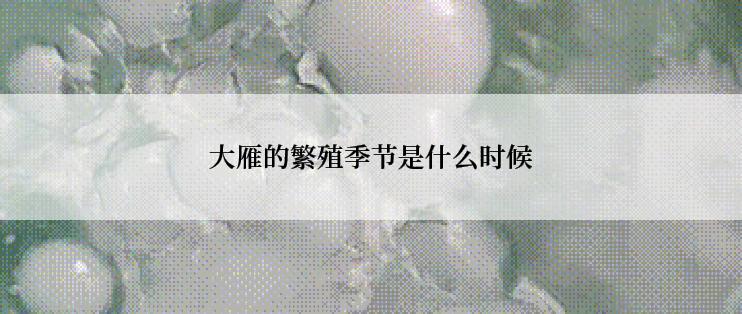 大雁的繁殖季节是什么时候