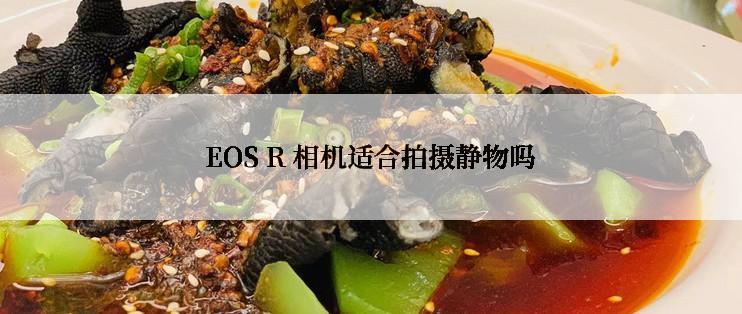 EOS R 相机适合拍摄静物吗