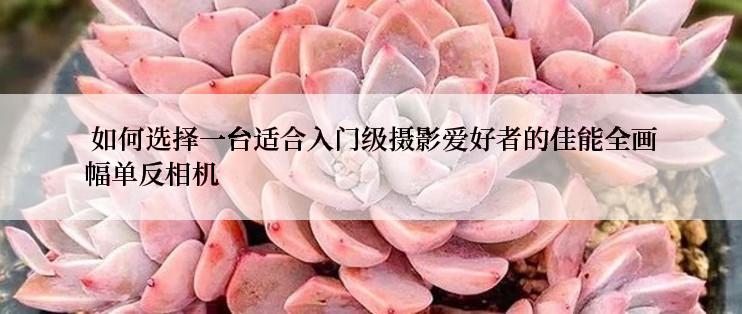  如何选择一台适合入门级摄影爱好者的佳能全画幅单反相机