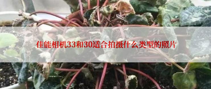  佳能相机33和30适合拍摄什么类型的照片